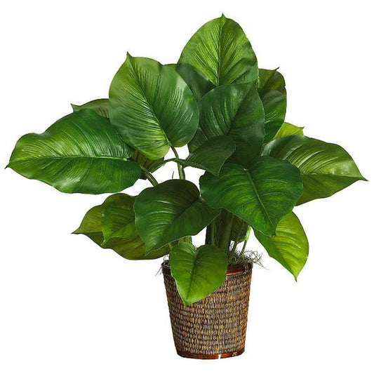 Pretty little plant