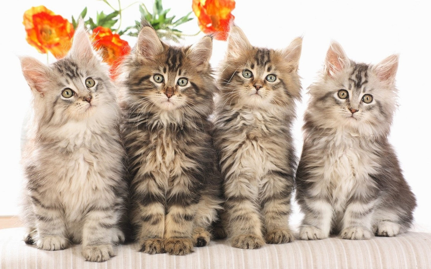Meow from Hell
