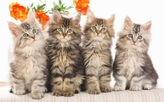 Meow from Hell
