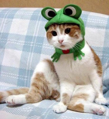 cat in a hat