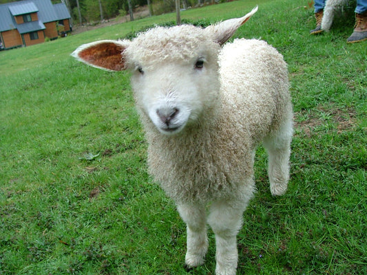 Lamb